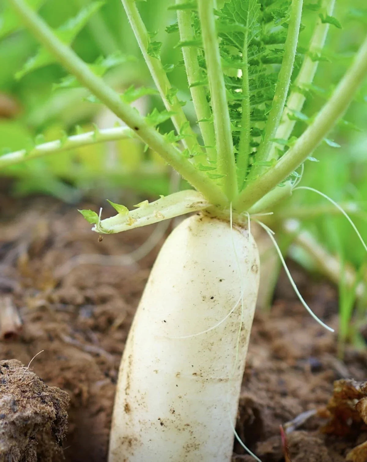 Daikon Radish Seeds - Heirloom Non-GMO Japanese Raphanus sativus for Vegetable Garden, Crisp Roots, 100+ Seeds