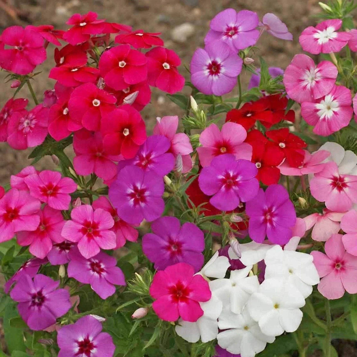 Mixed Annual Phlox Wildflower Seeds 1/4 Lb - Phlox Drummondii - Vibrant Garden Flowers for Pollinators