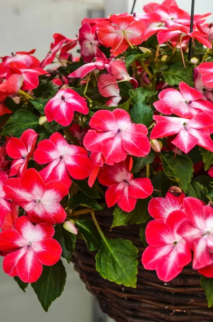 Busy Lizzy Seeds 100 Count - Impatiens Super Elfin XP Red Starburst