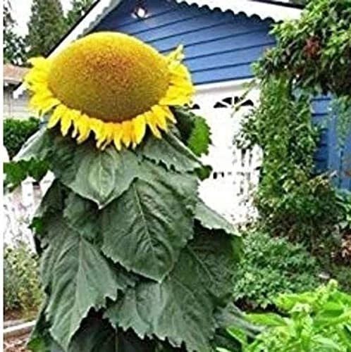 Mongolian Sunflower Seeds | 10 Seeds | Helianthus annuus | Tallest Sunflower