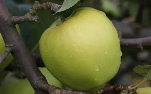 Morgan Sweet Apple Seeds - 25+ Organic Malus domestica Seeds for Garden Planting - USA