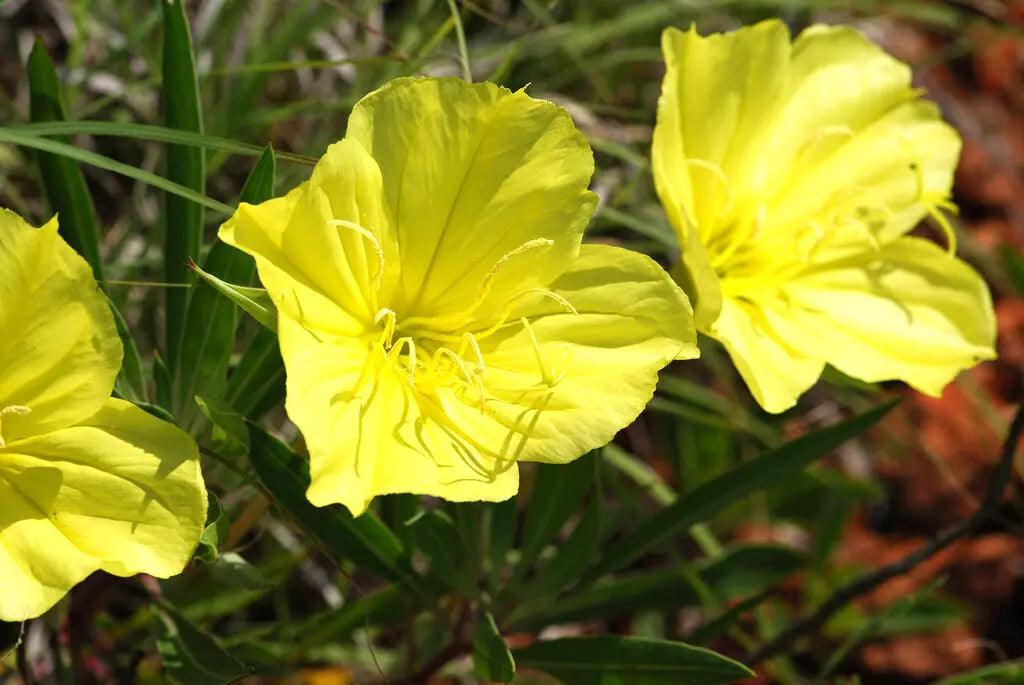 125 Seeds Ozark Sundrop Primrose - Yellow Flowers, Perennial, Oenothera missouriensis, Drought-Tolerant, Full Sun, Garden Seeds