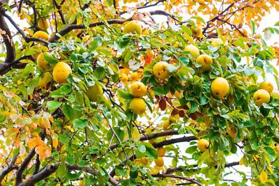 Quince Tree Seeds 5 Pack – Rare Edible Fruit Tree Seeds for Backyard Orchard & Ornamental Garden – Cydonia oblonga