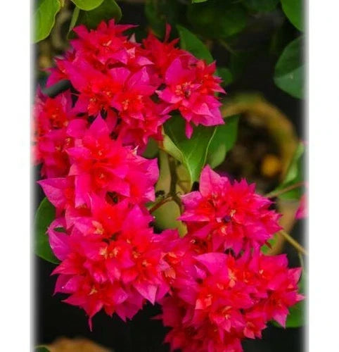 Double Red Bougainvillea Starter Plant Live Plug - Bougainvillea glabra, Vibrant Bloom, Well-Rooted, Easy Care, USA Shipping