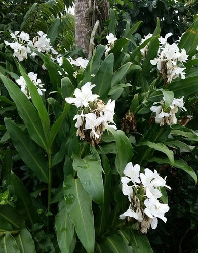 White Butterfly Ginger Rhizomes - Hedychium Coronarium - Exotic Fragrant Tropical Plant - Set of 2