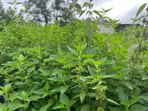 Live Stinging Nettle Roots - Organic Bare-Root Urtica dioica Medicinal Herb Plants for Garden & Herbal Use