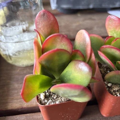 Rare Red Akai Jade Succulent Plant - Crassula Ovata Rooted Indoor Outdoor Garden Addition