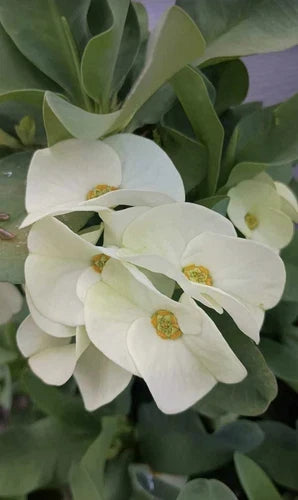 Crown of Thorns Cutting – Euphorbia milii White Flower – Indoor Plant, Drought Tolerant, No Roots, Garden & Container Gardening