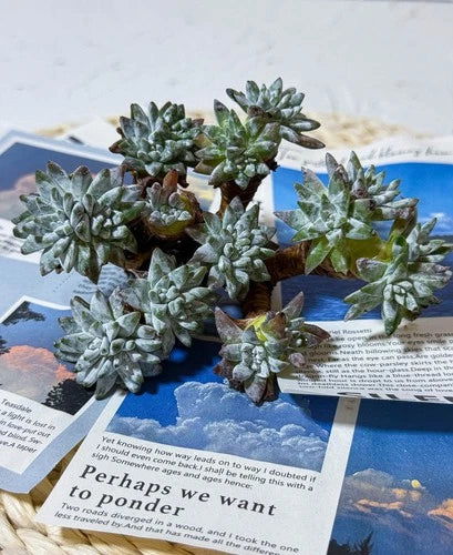 Dudleya gnoma S.W.McCabe Rare Succulent Plant Bare Root Mini Gnome Plant for Mini Gardens & Collectors