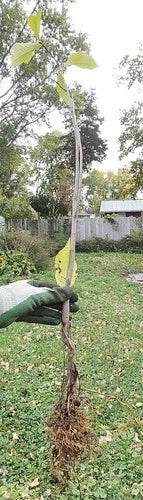 Pawpaw Seedlings - 2-Year-Old Trees, Air Pruned, Asimina triloba, Fruit Tree, Small Tree, Garden Plant