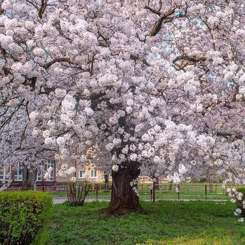 Yoshino Cherry Trees - 2ft Tall Flowering Trees - Prunus x yedoensis with Pink Blossoms for Gardens and Landscapes