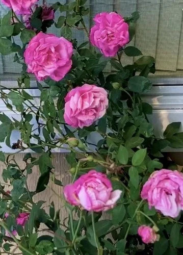 Climbing Rose Plant 10" in Pot Old Blush Pink Fragrant Flowering Rosa 'Old Blush' Zones 7-10