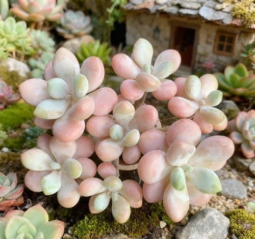 Rare Graptosedum Miul Succulent Plant Bare Root Hybrid with Pastel Pink Lavender Green Foliage for Indoor Outdoor Decor