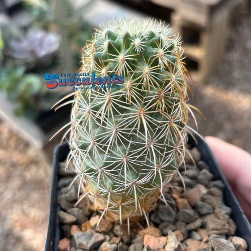 Live Rooted Cactus 3.25" Coryphantha recurvata Succulent for Indoor or Outdoor Decor