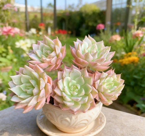 Echeveria 'Margaret' Succulent Plant - Small Bare Root Live Plant for Home Decor & Gifts - Echeveria elegans