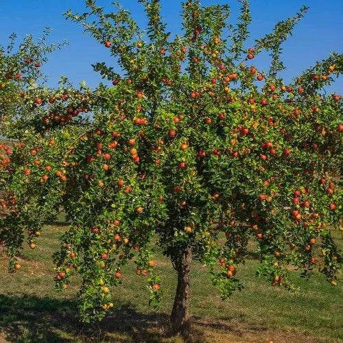 Gala Apple Tree - 2ft Live Fruit Tree, Malus domestica, Semi-Sweet Crisp Apples, Zones 4-9, Ready to Plant