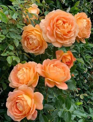 Climbing Rose Live Plant - Lady of Shalott, Orange, Own Root, Vibrant Fragrant Blooms, Garden Trellis or Arbor Plant