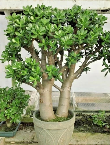 Crassula Ovata Succulent Plant - 2in Pot - Low Maintenance Jade Plant - Indoor Houseplant - Live Green Decor