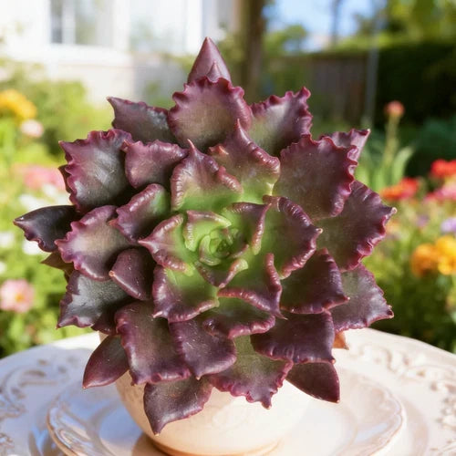 Echeveria Black Knight Succulent Plant - Bare Root Dark Burgundy to Black Rosette - Easy Care Live Plant for Home & Office