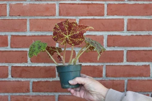 Begonia Marmaduke Live Plant - Rooted Indoor Houseplant with Bright Green and Burgundy Foliage - Begonia spp.