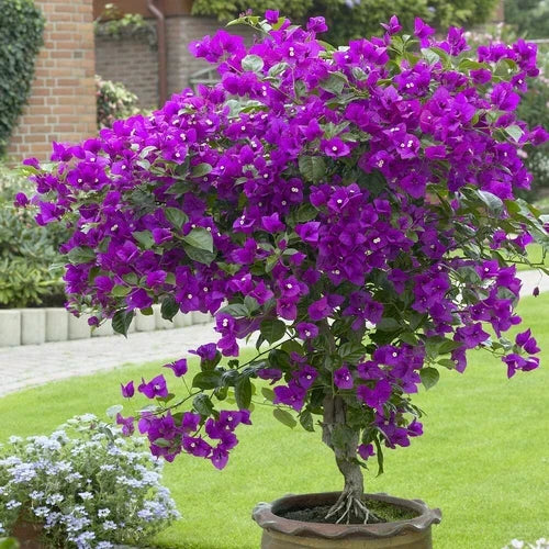 Well Rooted Violet Bougainvillea Starter Plant – Tropical Bougainvillea (Bougainvillea glabra) for Indoor & Outdoor Gardening