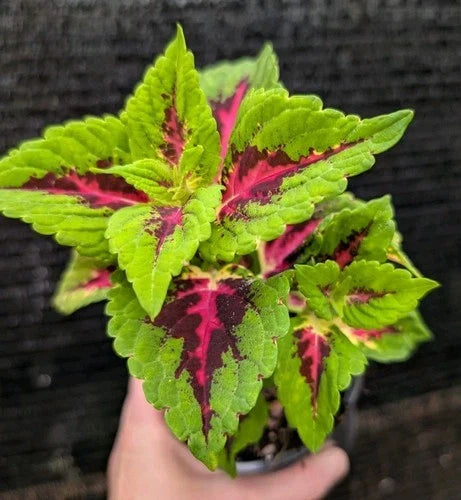 Coleus 'Heartbreaker' Live Plant 4" Pot - Vibrant Lime Green, Burgundy & Hot Pink Foliage - Solenostemon scutellarioides
