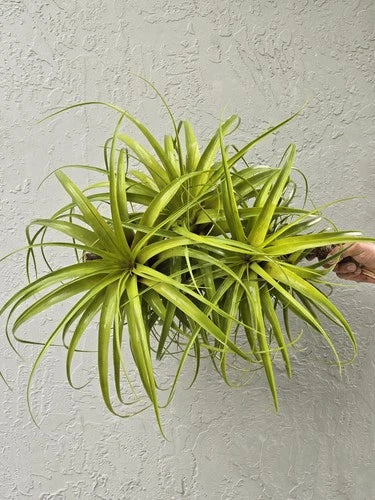 Extra Large Air Plant - 18" Giant Tillandsia - Air-Purifying Indoor Plant - Low Maintenance Greenery for Home Decor