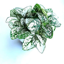 Hypoestes White Splash Potted House Plant 2.5" - Air Purifying Indoor Plant - Hypoestes phyllostachya