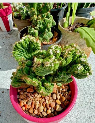 Cereus Peruvianus Repandus Monstrose Rooted Cactus Plant for Indoor Outdoor Decor - Unique Columnar Succulent