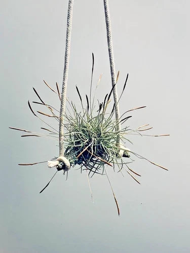 Air Plant Set of 4 - Tillandsia recurvata Clumping Growth - Easy Care Indoor Outdoor No Soil Required