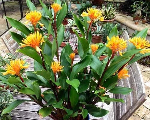Golden Brush Dwarf Ginger Plant - 4-Inch Potted Starter - Burbidgea schizocheila Indoor/Outdoor Tropical Foliage