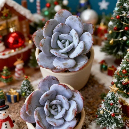 Echeveria laui Live Succulent Plant - Rare Powdery Blue Foliage Bare Root for Indoor & Office Decoration