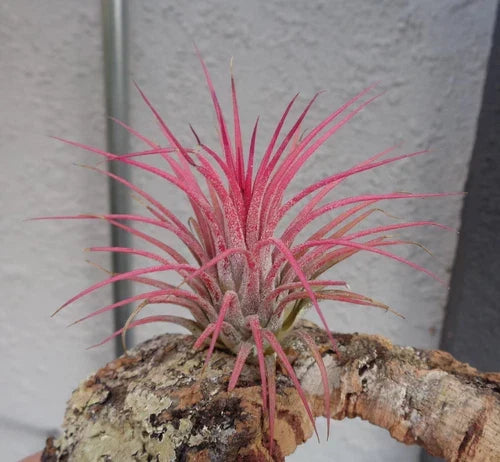 Tillandsia Ionantha Guatemala Air Plants - Small 2" Hardy Variety for Indoor Decor & Gardening