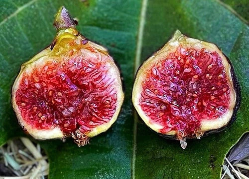 Cold Hardy Fig Trees Starter Set – Olympian, Yellow Long Neck, Fignomenal – Ficus carica, Hardy Climate Suitable