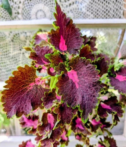 Black Dragon Coleus Live Rooted Plants in 4" Container – Solenostemon scutellarioides, Burgundy & Magenta Foliage, Indoor & Patio Plant