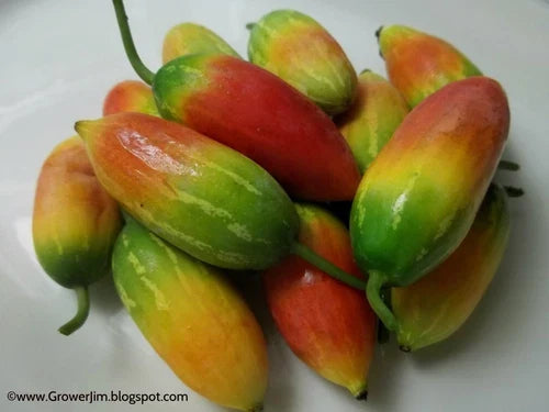 Tindora Plant Root | Ivy Gourd (Coccinia grandis) Edible Vegetable, Self-Fruitful, Chemical-Free for Gardens & Containers