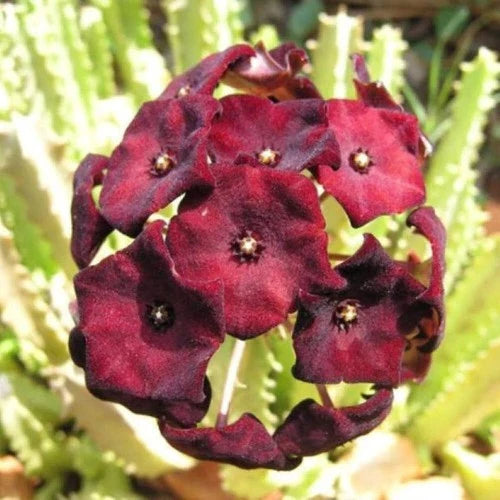 Caralluma Umbellata Potted Plant - Rare Succulent with Maroon Flowers - Exotic Indoor Plant in 3.5" Pot
