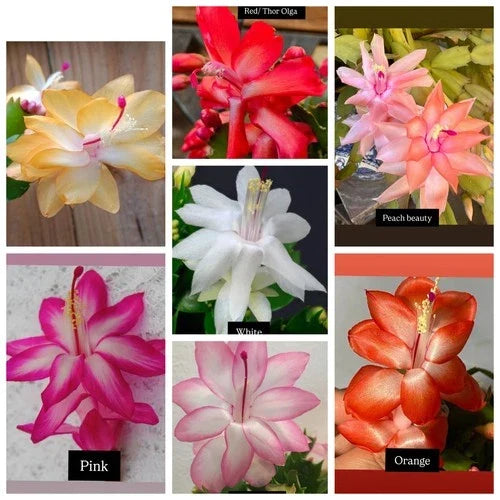 Christmas Cactus Cuttings Pack | 7 Vibrant Colors | Schlumbergera spp. | Thanksgiving & Christmas Cactus
