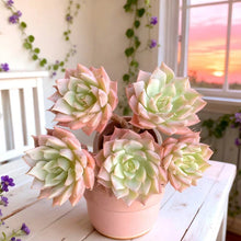 Rare Succulents | Bare Root Live Plant | Margaret Variety | Easy Care | Drought-Tolerant | Perfect for Home Decor
