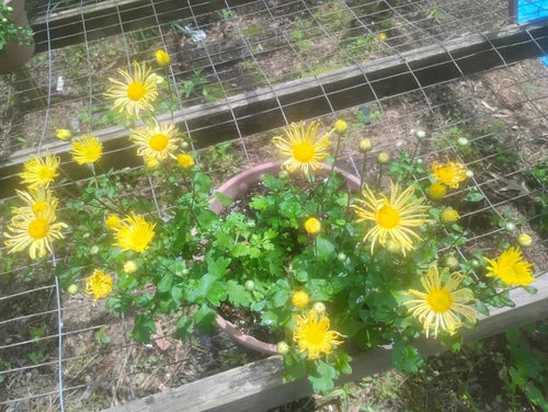 Yellow Quilled Chrysanthemum Live Plant Set of 3 – Hardy Perennial, Organic, Deer-Resistant Indoor/Outdoor Flowering