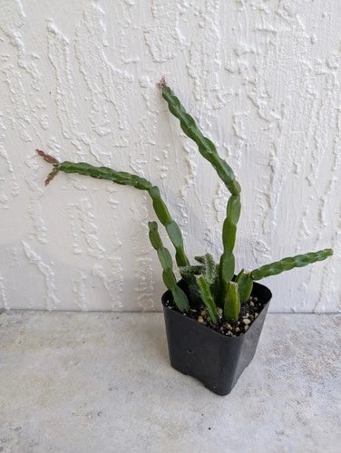 Rhipsalis Paradoxa Chain Cactus Cutting in 2" Pot | Indoor Trailing Succulent | Unique Hanging Plant