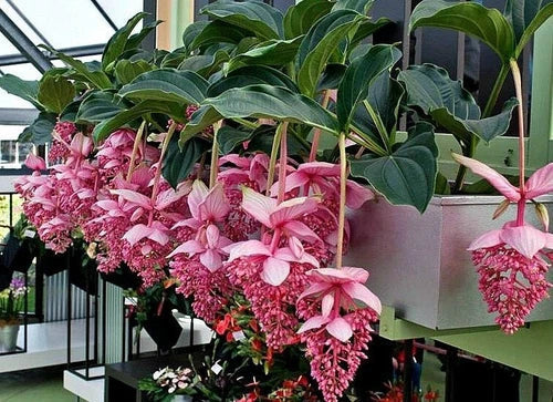 Royal Chandelier Medinilla Plant Starter – Live Rooted Medinilla magnifica Indoor Tropical Plant in Pot