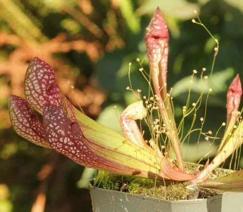 Live Carnivorous Pitcher Plant - 3" Scarlet Belle Sarracenia Hybrid, Bare Root, Red Pitchers, Beginner Friendly