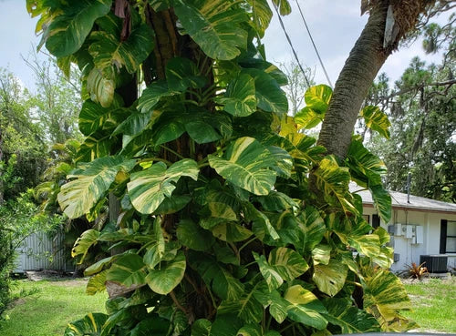 Variegated Golden Pothos Plant in 2.5" Pot | Epipremnum aureum Climbing Indoor Plant