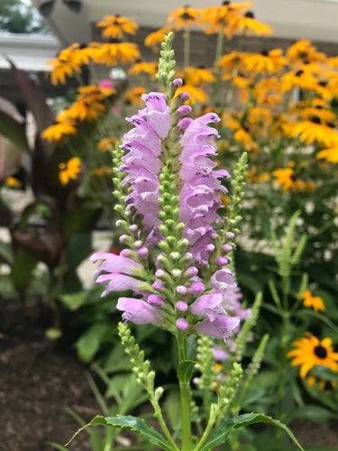 Obedient Plant Bare Roots – Physostegia virginiana with Lavender Flowers – Organic Perennial for Garden Borders & Containers