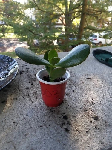 Succulent Jade Plant 2" Cup Crassula ovata Starter Rooted Houseplant, Easy Care Green Indoor Outdoor