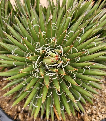 Agave Parviflora Pups - 4-6" Bare Root Plant, Cold Hardy, Drought Tolerant, Native USA Agave for Indoor & Outdoor Gardens