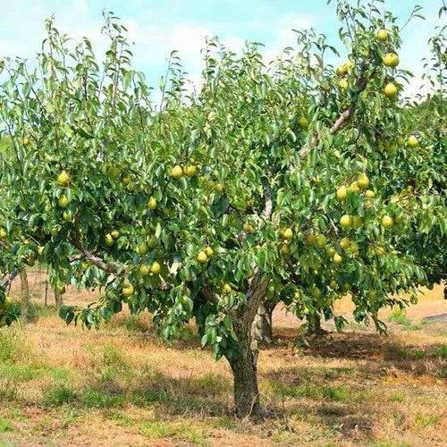 Kieffer Pear Tree 2 ft Bare Root Self-Fertile Fruit Tree Pyrus communis, Sweet Juicy Pears, Heat Tolerant, Easy to Grow