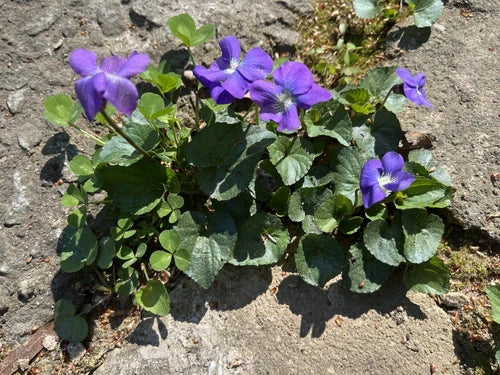 Wild Violet Bulbs, Viola sororia, Native Purple Flowering Rhizomes, Ground Cover, Bare Root, 50 Pack