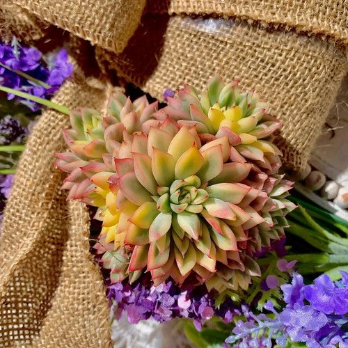 Echeveria Mebina Variegata Succulent Plant - Bare Root, Compact Rosette, Pink Edges, Indoor Easy Care